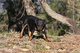 JAGDTERRIER ALLEMAND 090